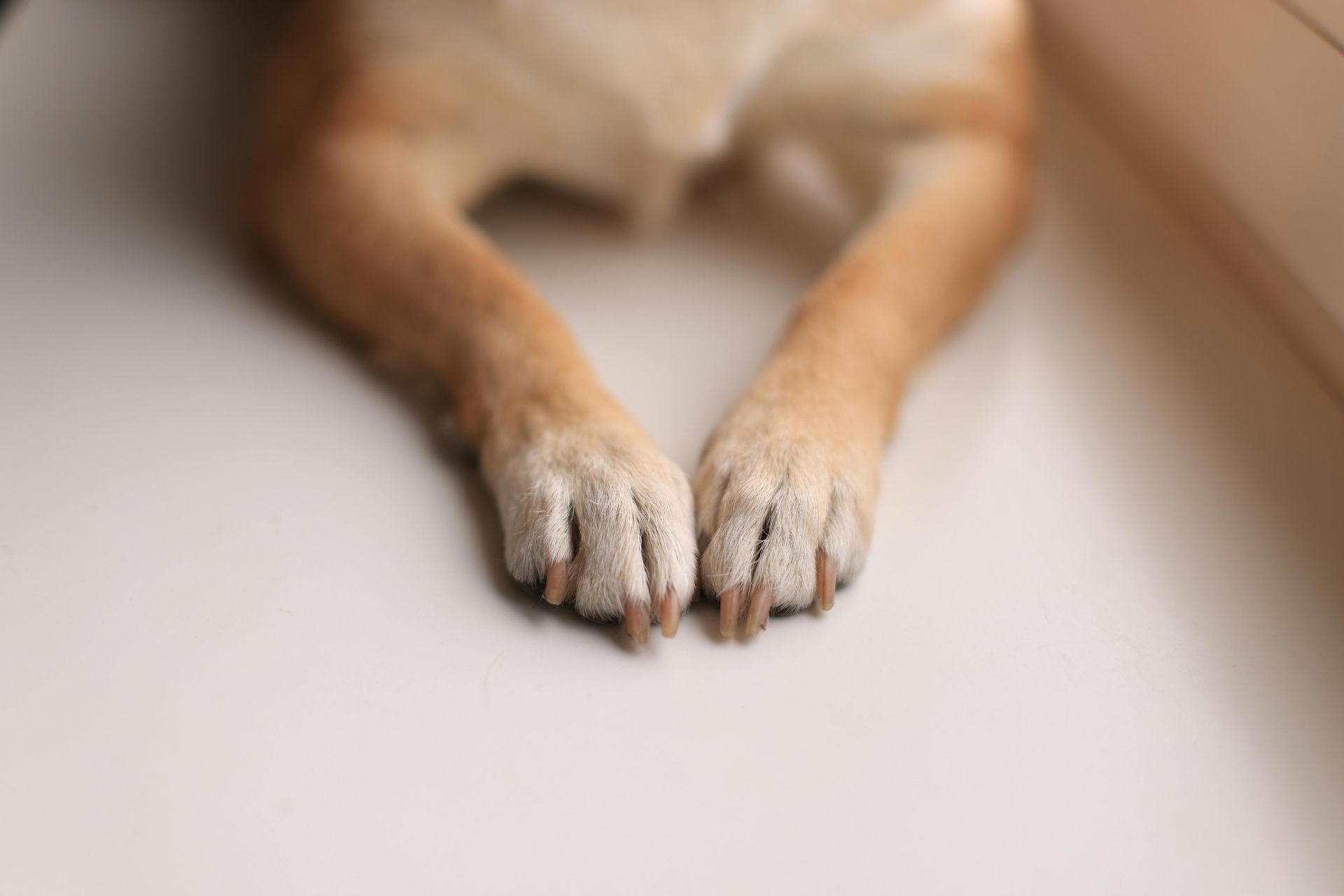Nail Trimming West New York