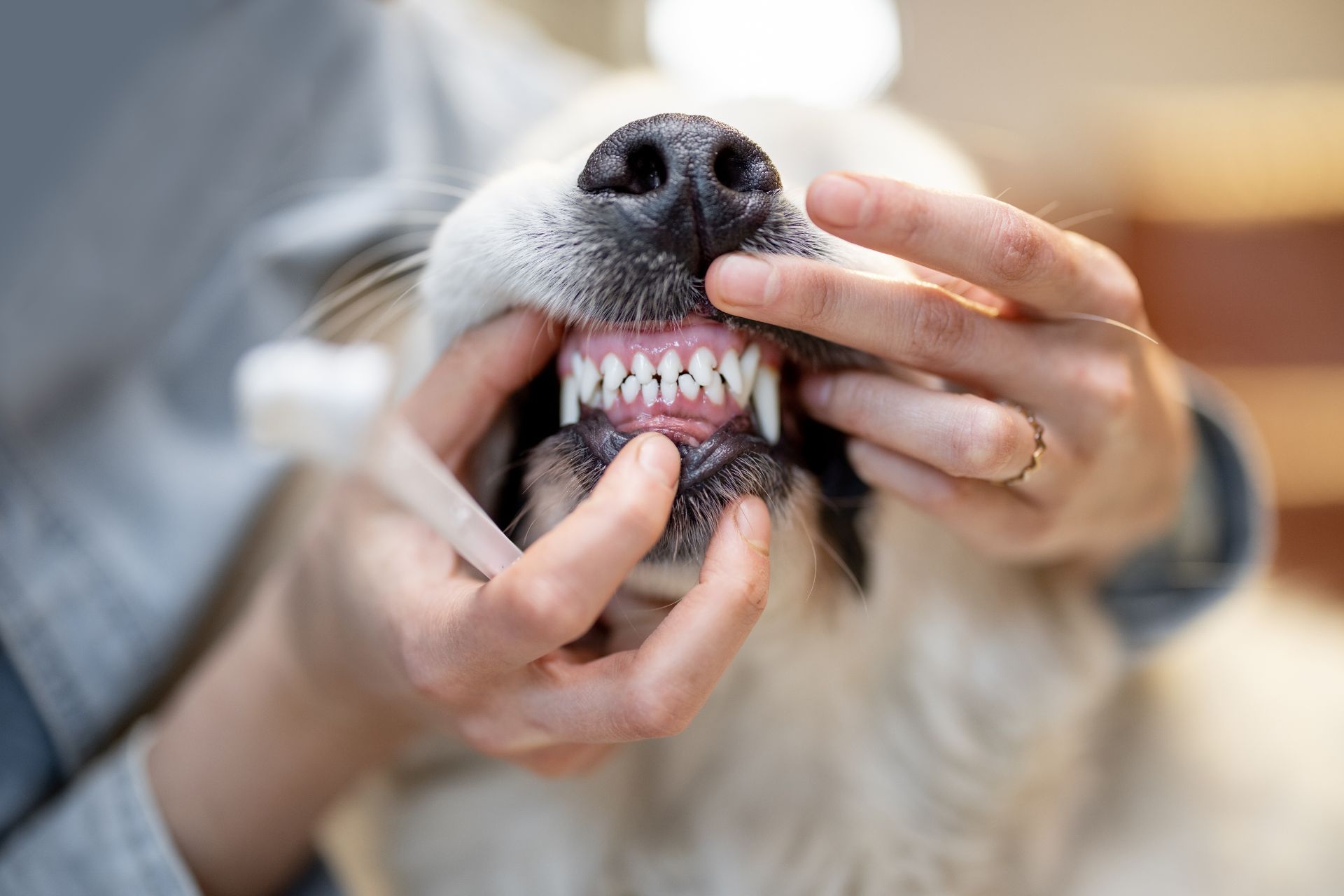 Teeth Brushing in West New York