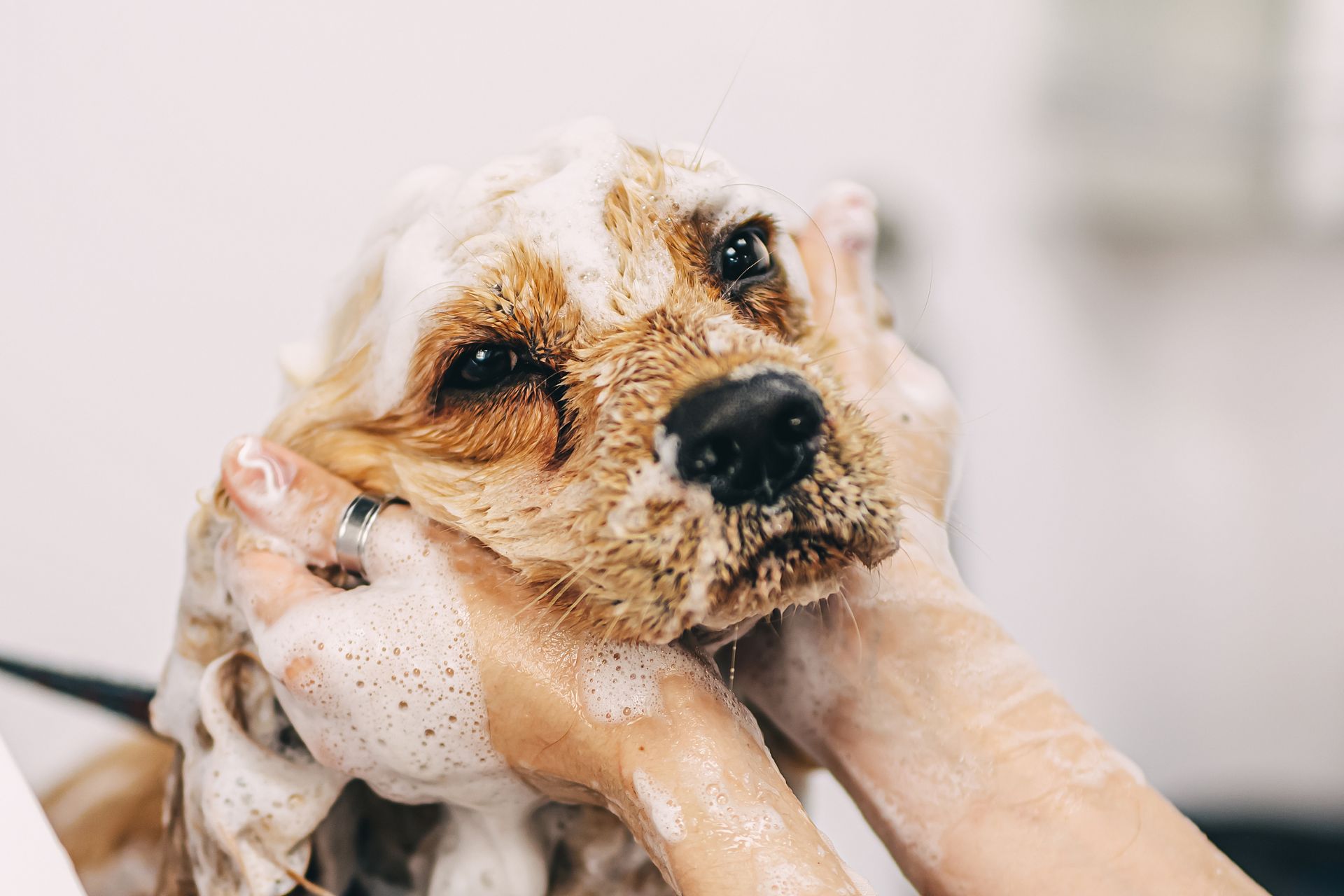 Dog Bathing in West New York