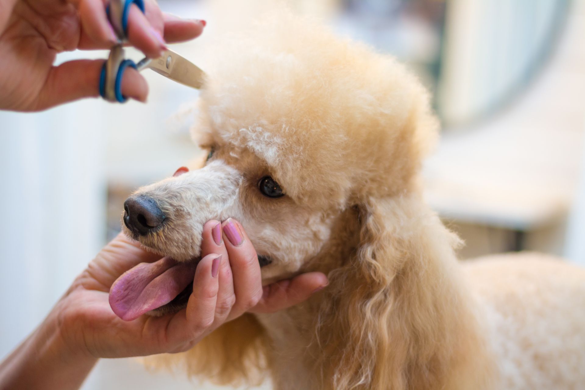 Dog grooming gallery Paws and Suds