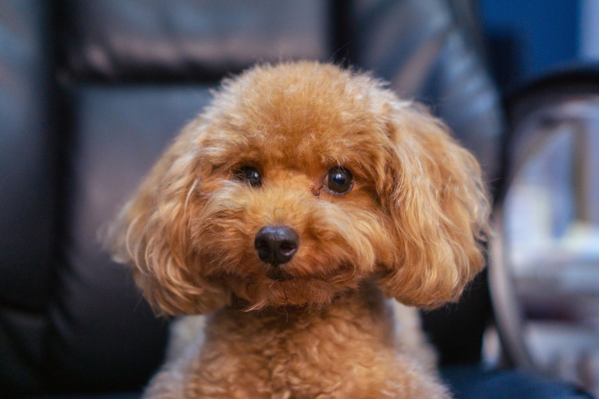 Full Dog Grooming in West New York