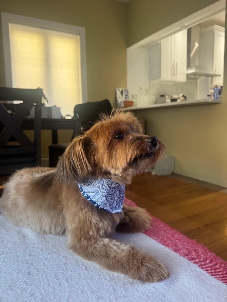 Paws and Suds Ear Cleaning