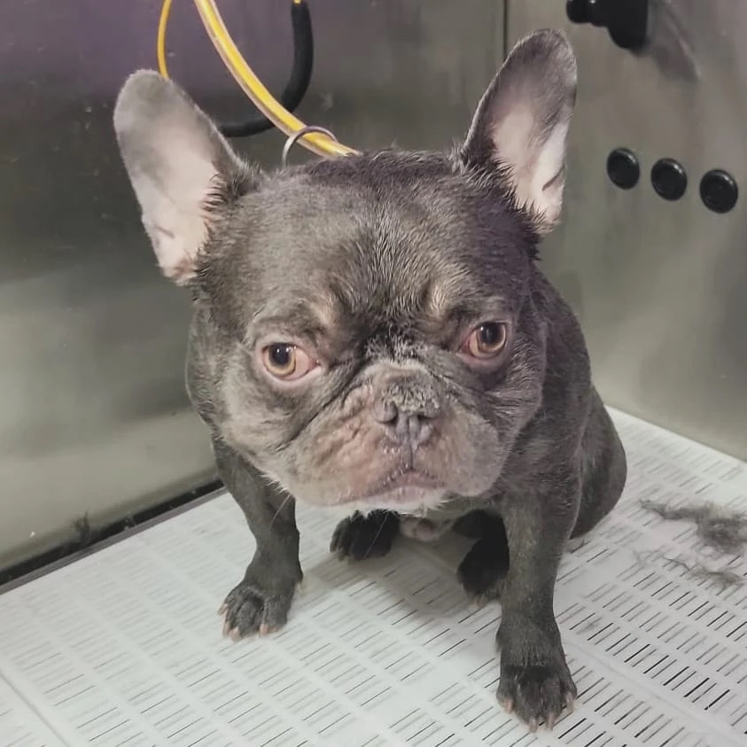 Dog grooming at Paws and Suds West New York