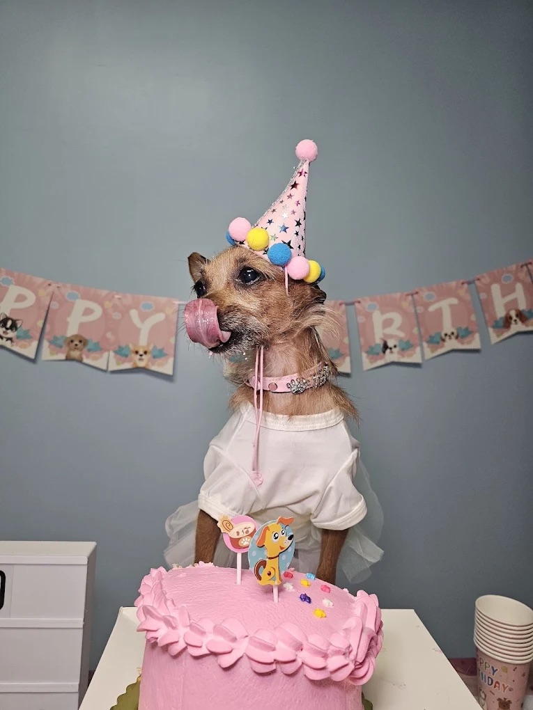 Dog grooming at Paws and Suds West New York