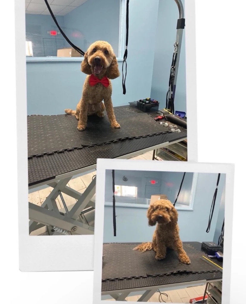 Dog grooming at Paws and Suds West New York