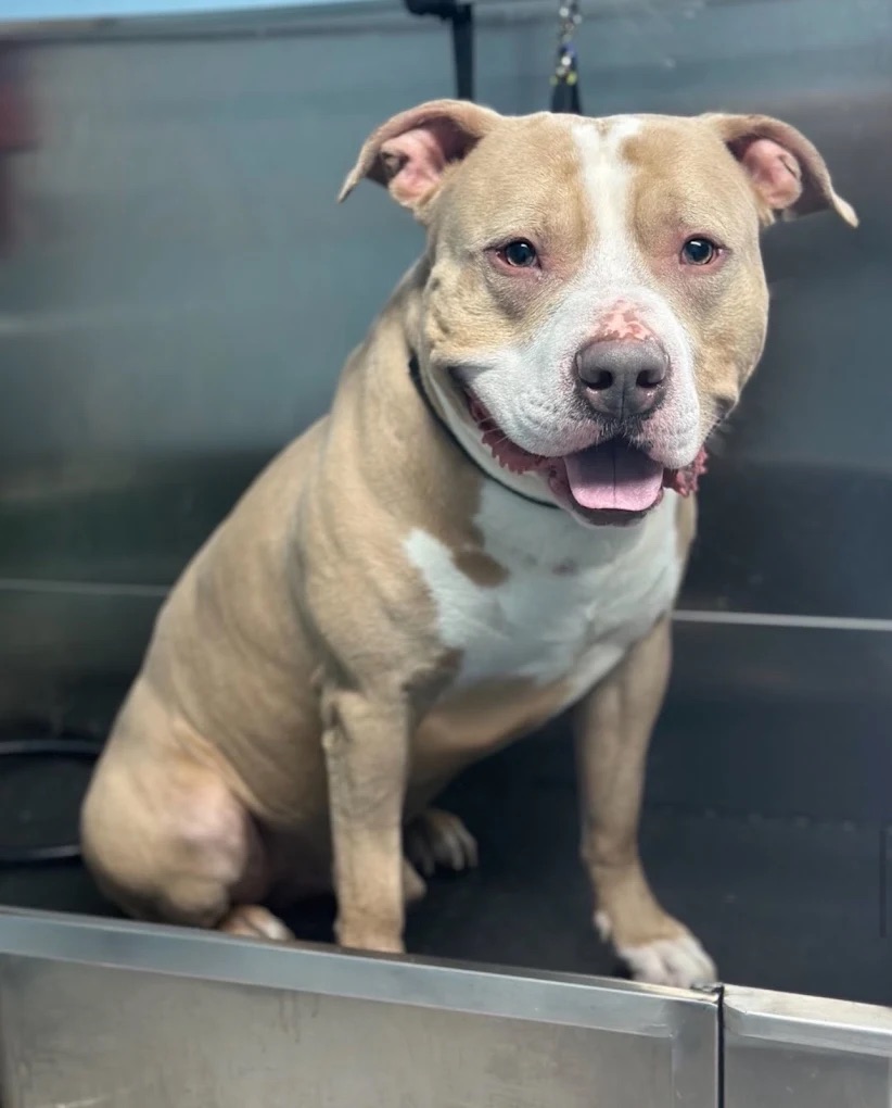 Dog grooming at Paws and Suds West New York