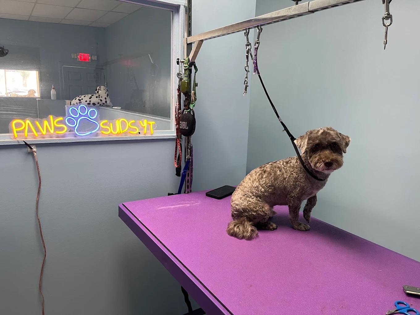 Dog grooming at Paws and Suds West New York