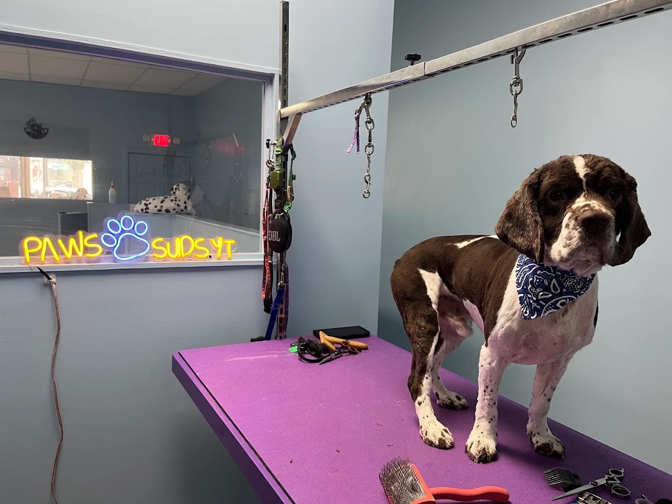 Dog grooming at Paws and Suds West New York