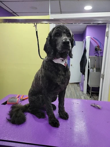 Dog grooming at Paws and Suds West New York
