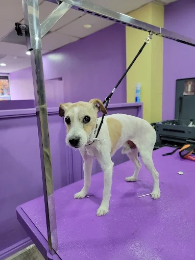 Dog grooming at Paws and Suds West New York