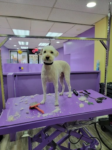 Dog grooming at Paws and Suds West New York
