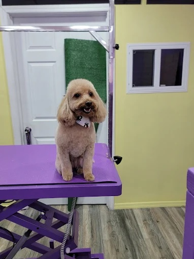 Dog grooming at Paws and Suds West New York