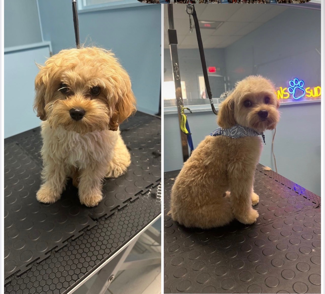 Dog grooming at Paws and Suds