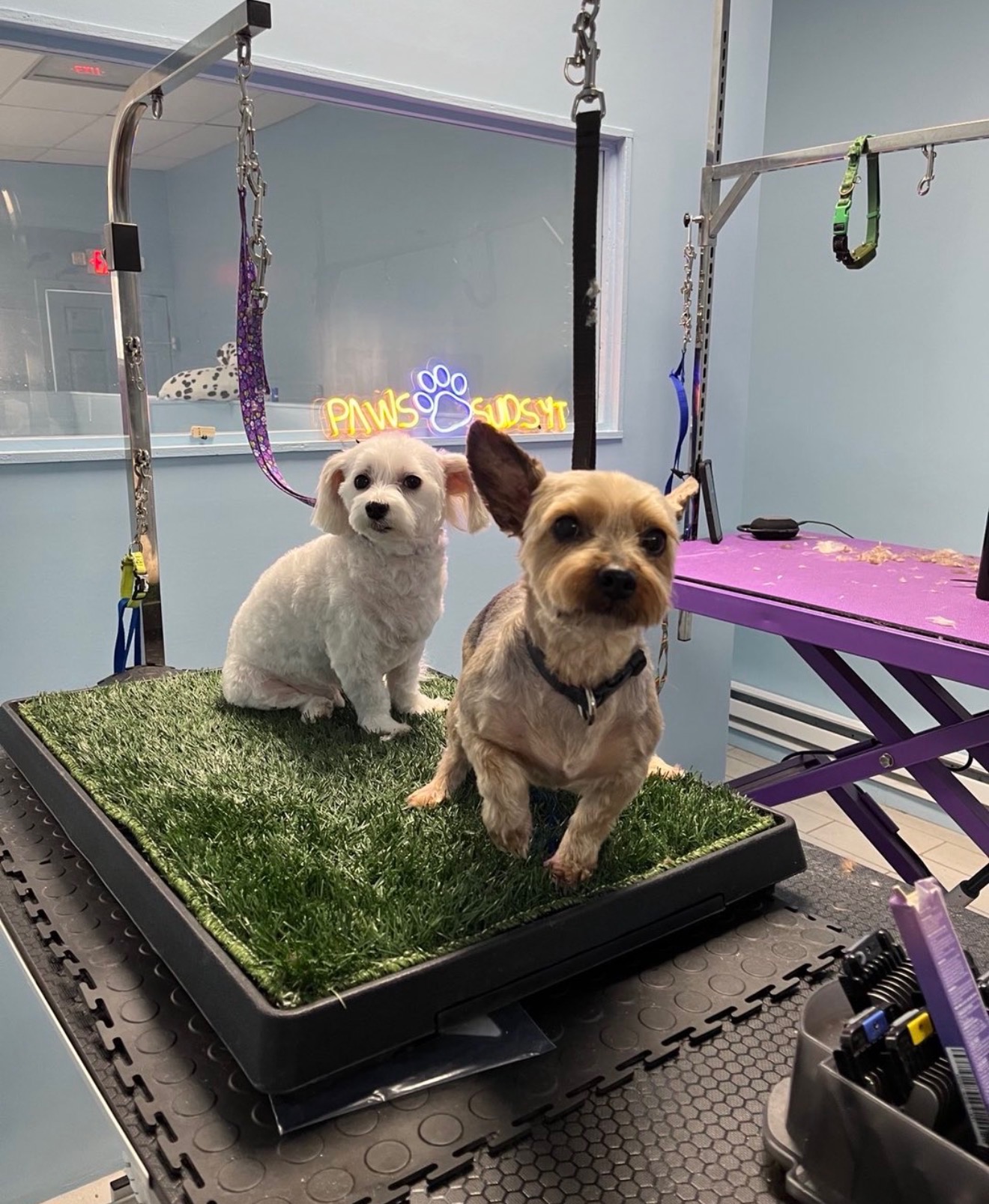 Dog Daycare West New York
