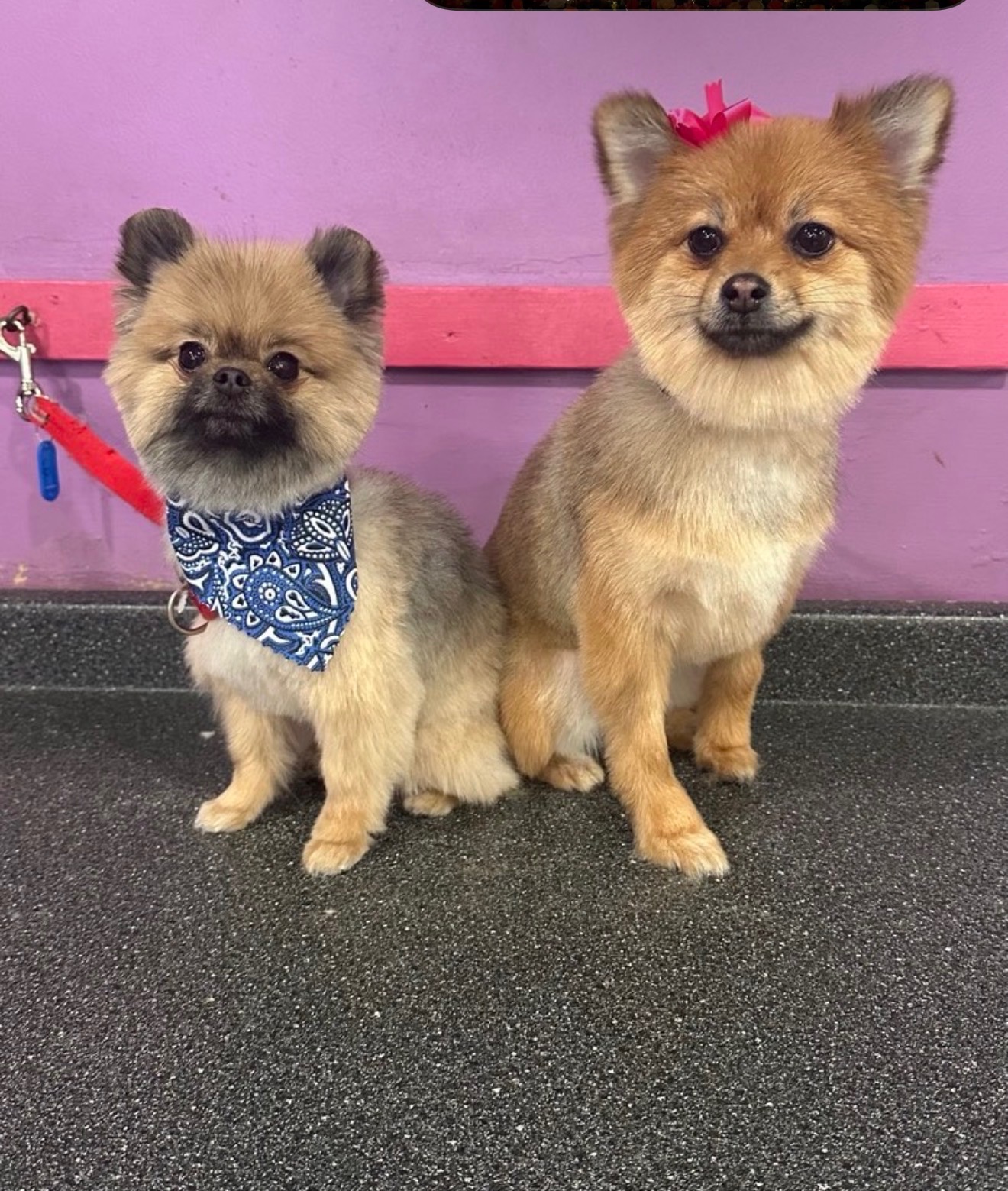Dog grooming at Paws and Suds
