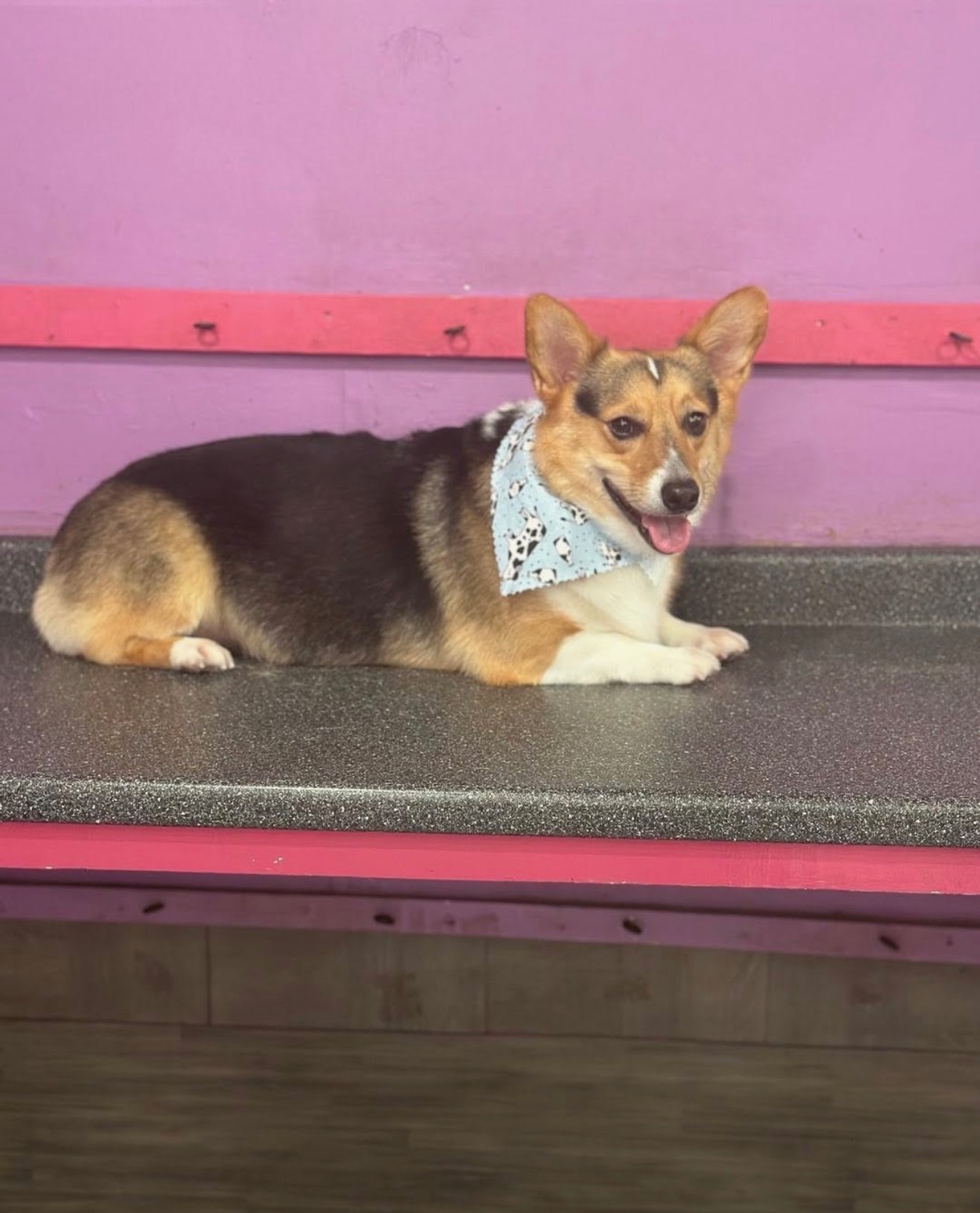 Dog grooming at Paws and Suds