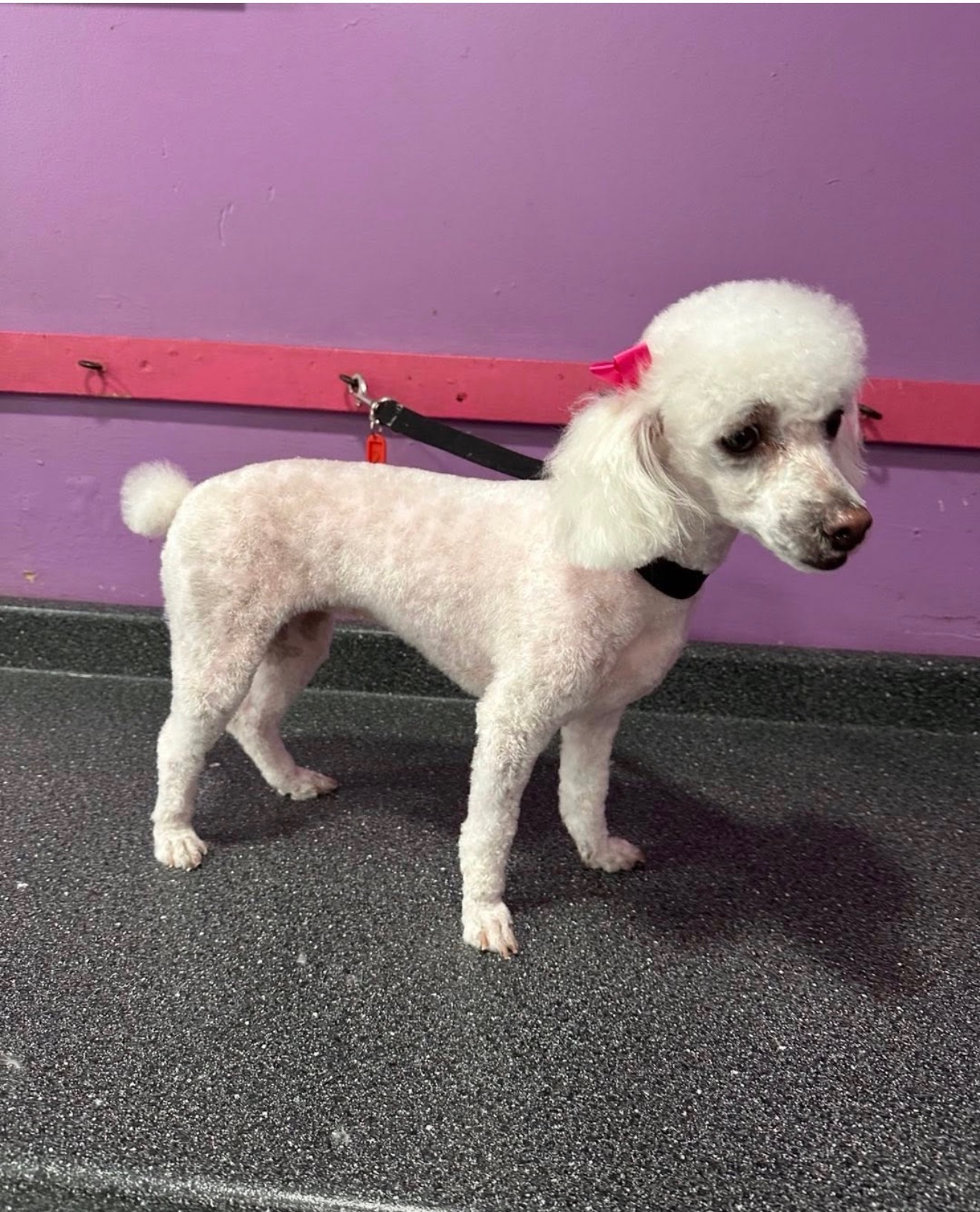 Happy dog after grooming at Paws and Suds